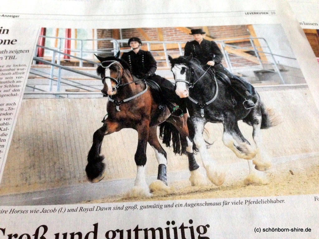 Shire HorseBundeszuchtschau 2015 Pressekonferenz, Jack und Royal Dawn in der Zeitung