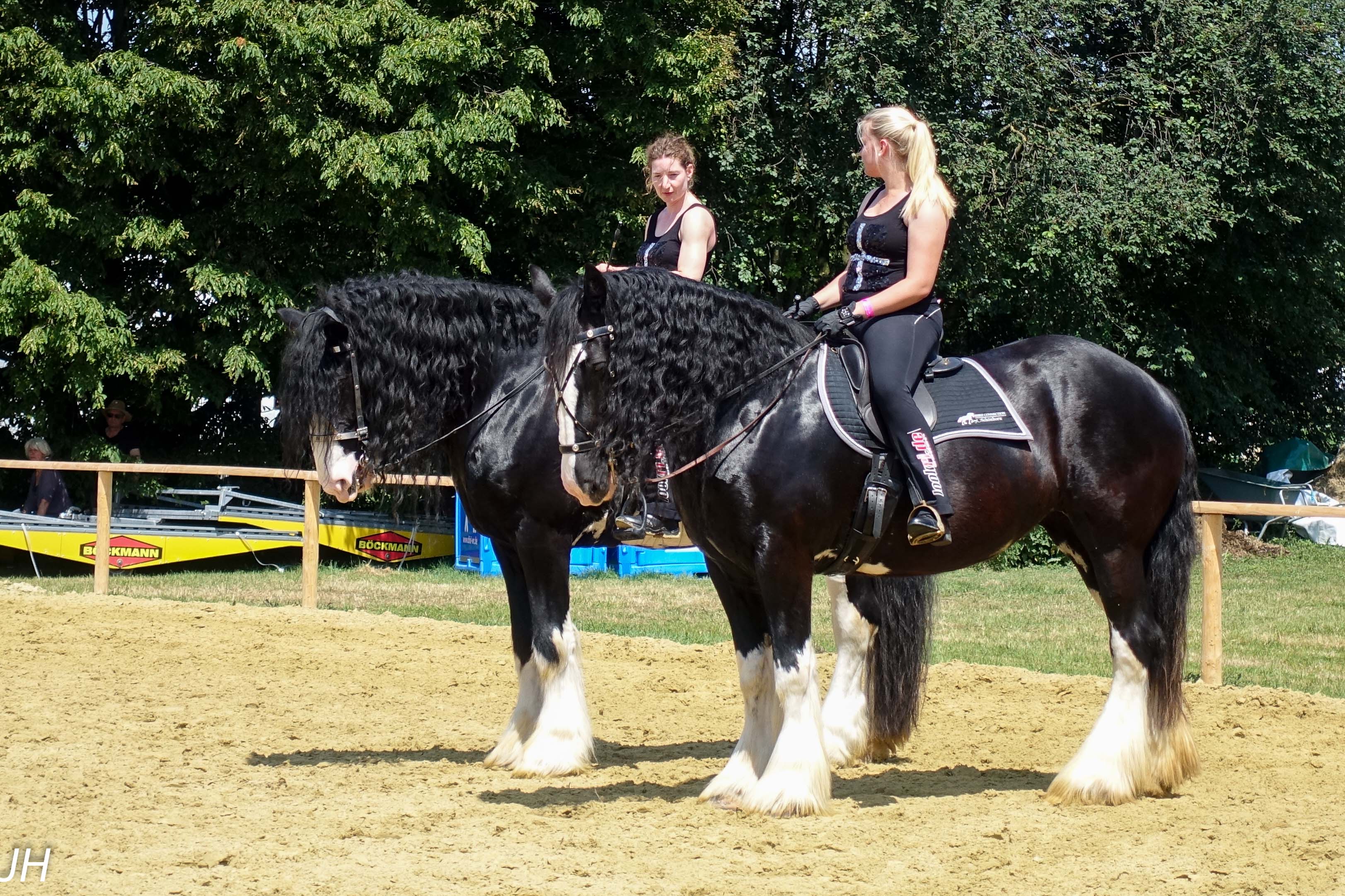 Shire Horse Hengst Bickers Court Oscar