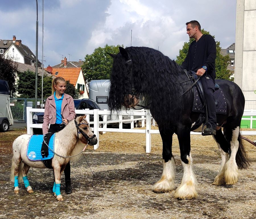 Der Klassiker: Das größte und kleinste Pferd der Messe