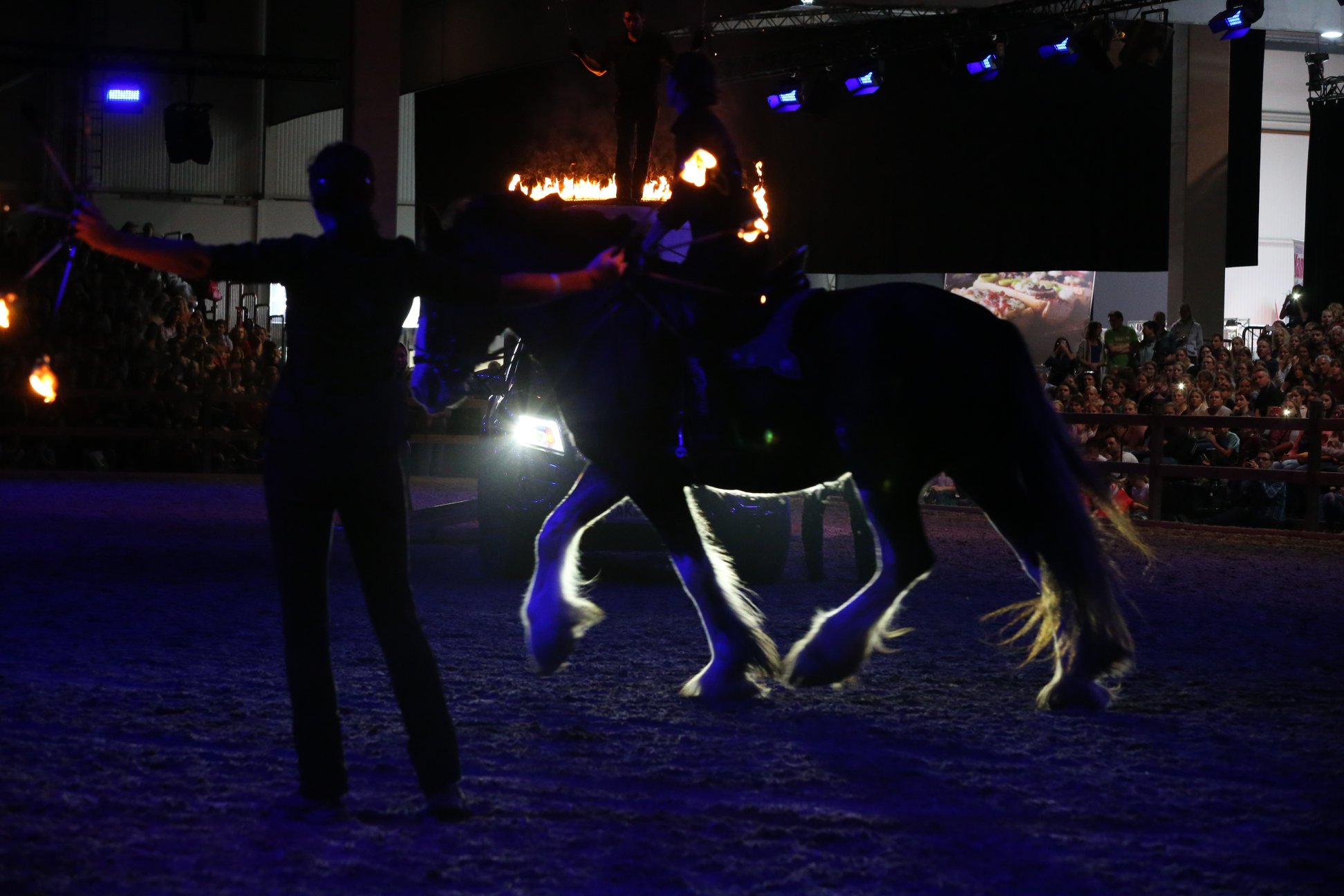 Shire Horse Royal Dawn in Action