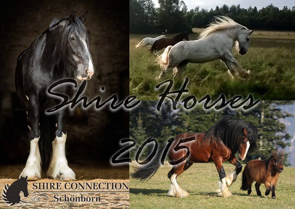 Shire Horse Kalender 2014