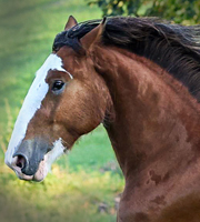 Shire Horse Stute "Oosterbroekland Chanel"