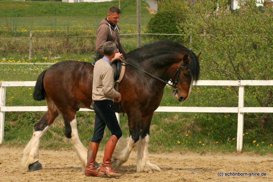 Ulli arbeitet mit beiden daran Ruhe in die Arbeit zu bekommen. Erklärt Torsten warum eine Ruhige Hand wichtig ist und wie die Hilfen aufs Pferd auswirken.