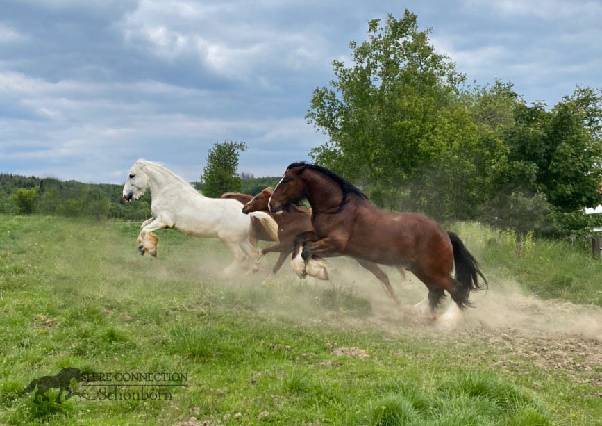 Shire Horse Herde, anweiden Schönborn 2020