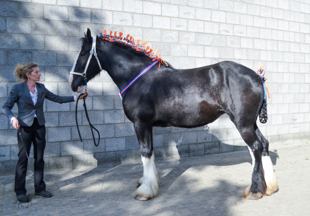 Audra, Shire Horse Landeszuchtschau Ostfriesland