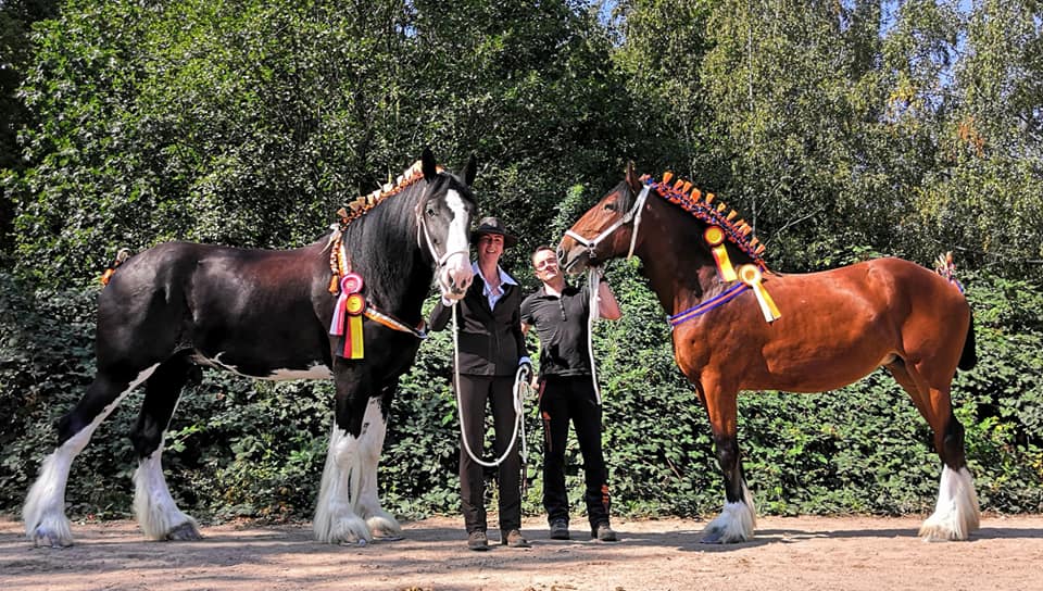 Shire Horse Bundeszuchtschau 2019