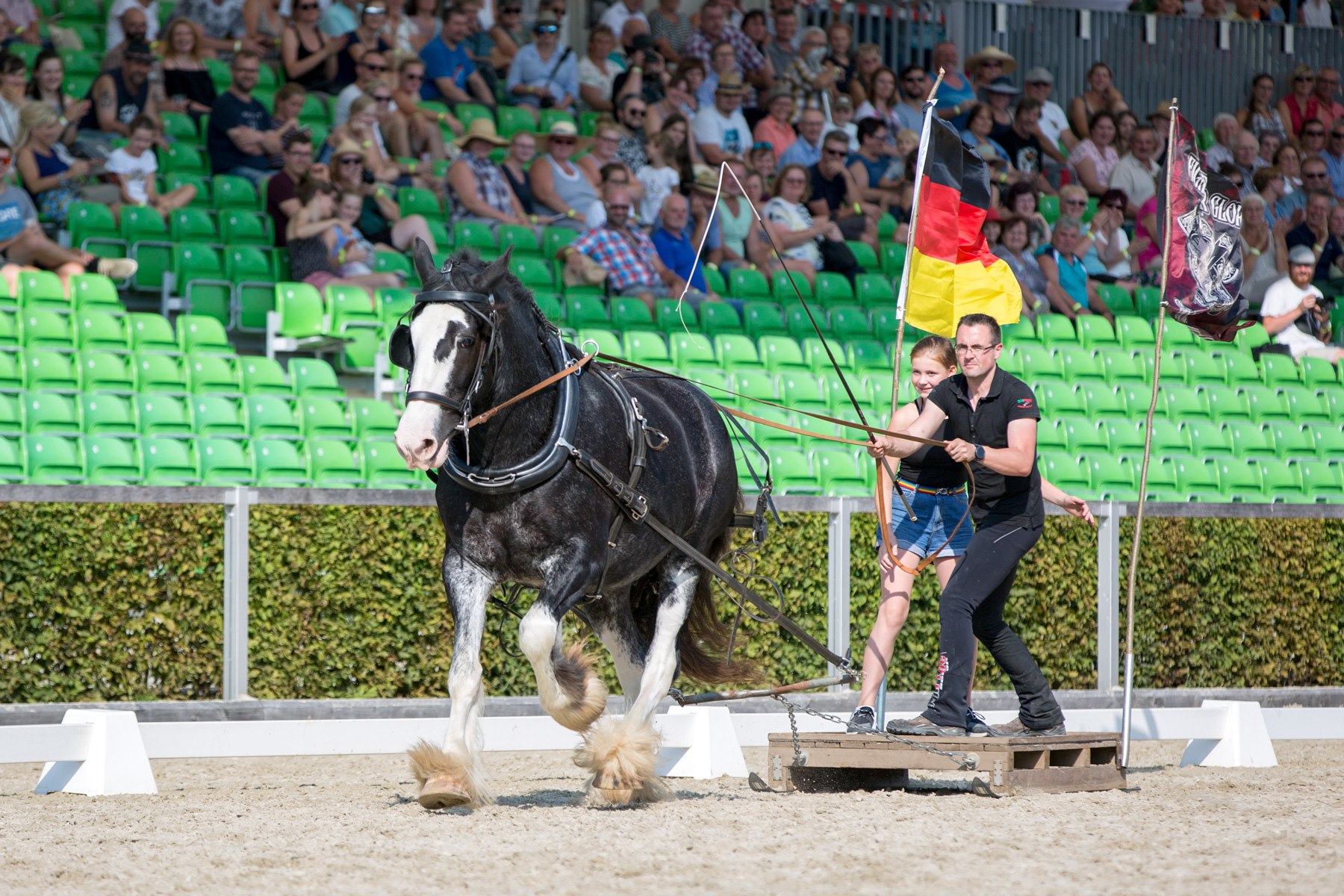 Palettenderby mit Shire Horse Stute Royal Dawn