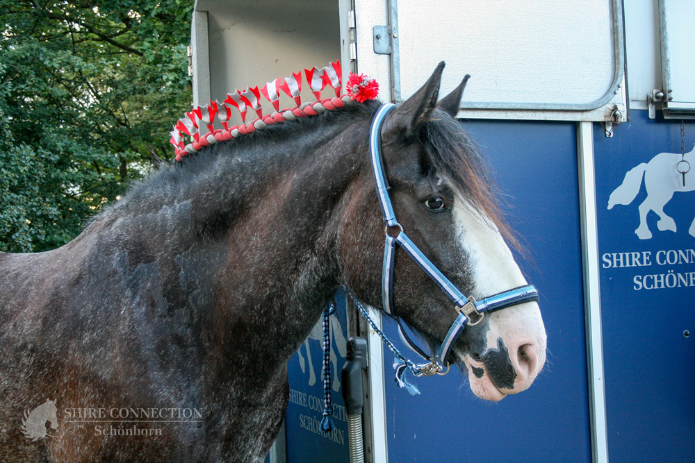 Shire Horse Stute Royal Dawn, alias "Dörte" wartet auf ihren Einsatz