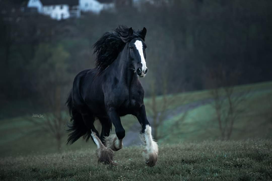 Shire Horse Wallach Ikarus
