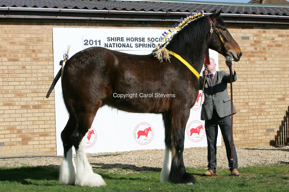 Shire Horse Champion Gelding Jacobies Jacob, Peterborough 2011