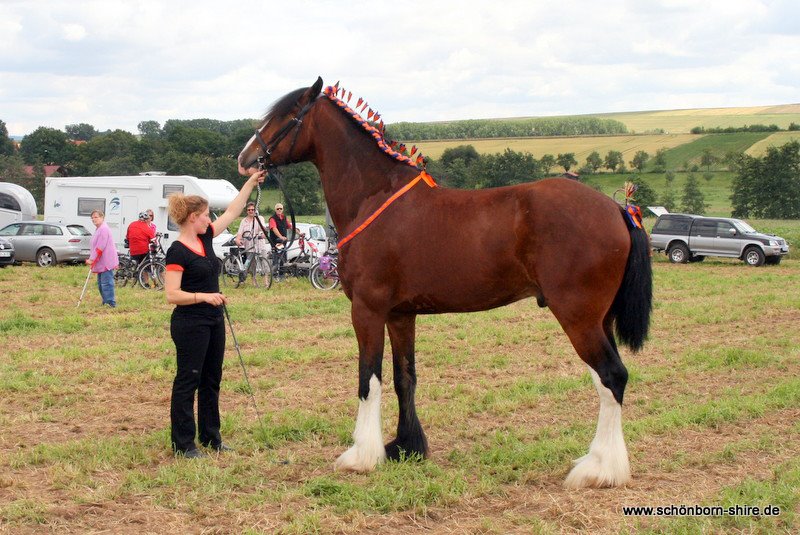 Shire Horse Landeszuchtschau Niedersachsen 2012