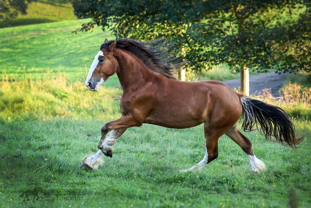 Shire Horse Stute Miriel