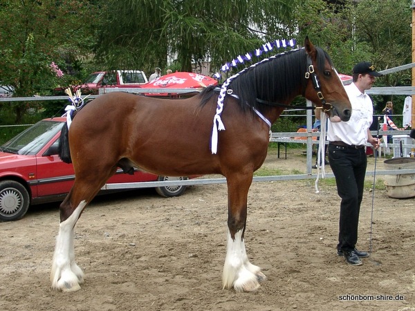 Farleyshire Pride, Shire Horse Zuchtschau 2002 in Gösingen