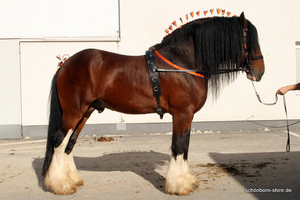 Shire Horse Hengst Farleyshire Pride