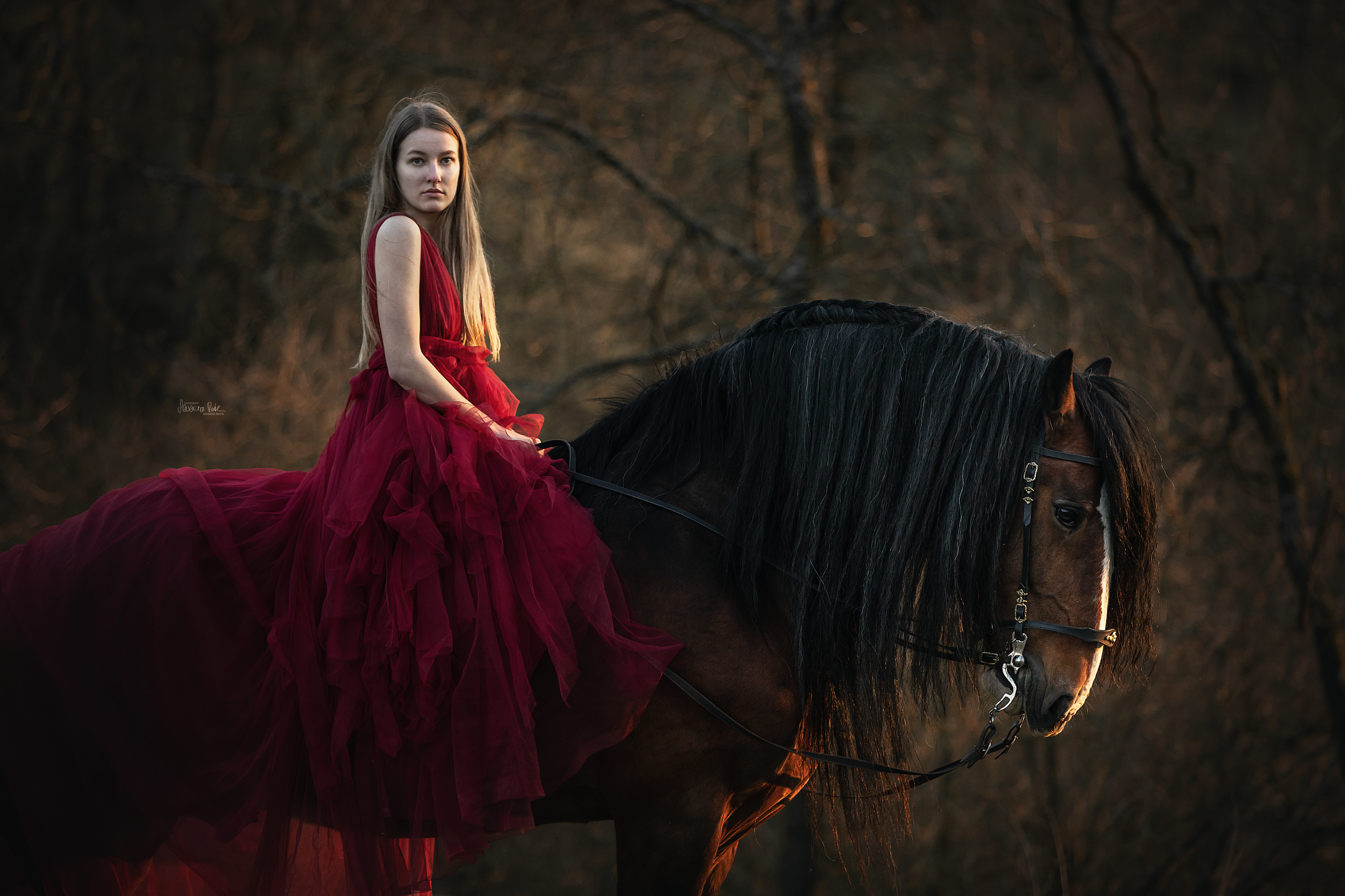 Shire Horse Fotoshooting
