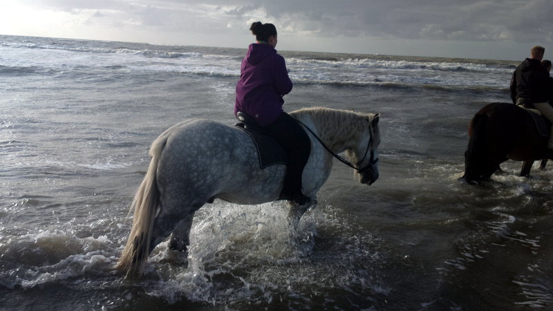 Spencer im Meer, Texel 2012