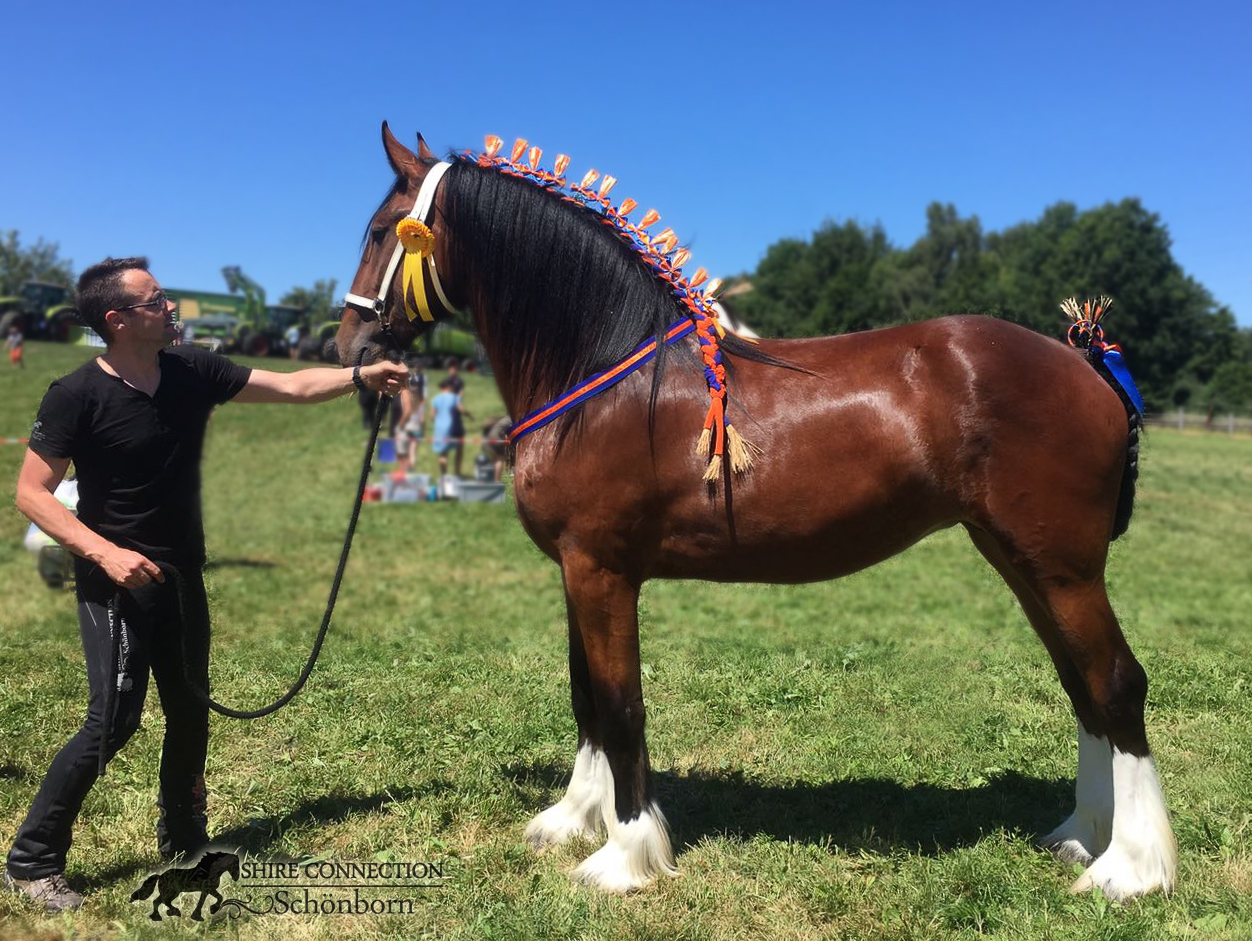 Leckebusch Shire Horse Show 2018