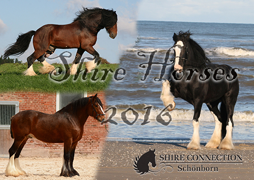Shire HorseKalender 2016