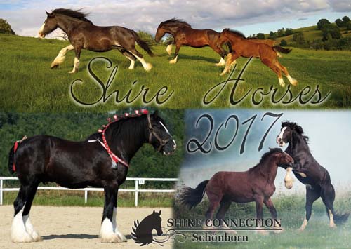 Shire Horse Kalender 2017