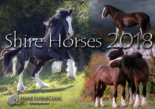 Shire Horse Kalender 2018