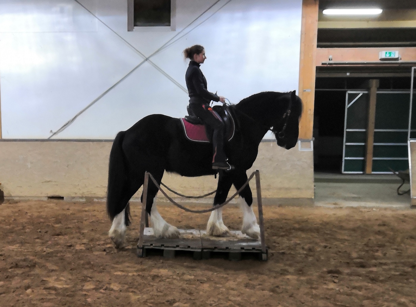 Shire Horse in der Working Equitation