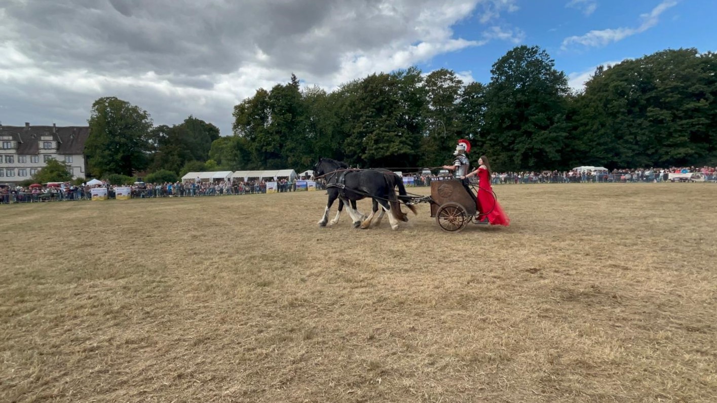 Shire Horse Streitwagen