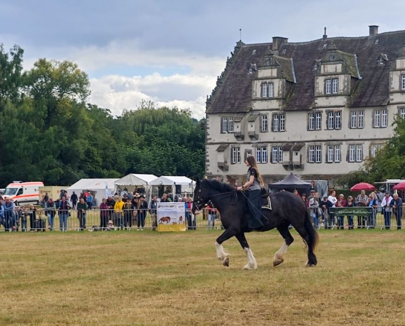 Shire Horse Stute Audra