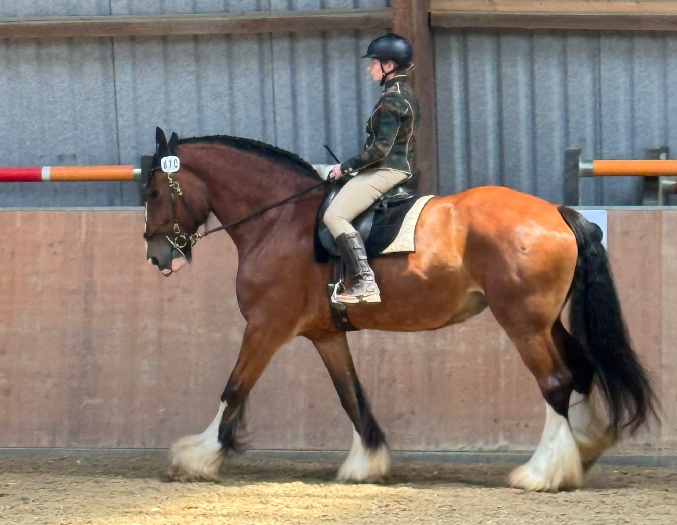 Zoey´s erstes Working Equitation Turnier